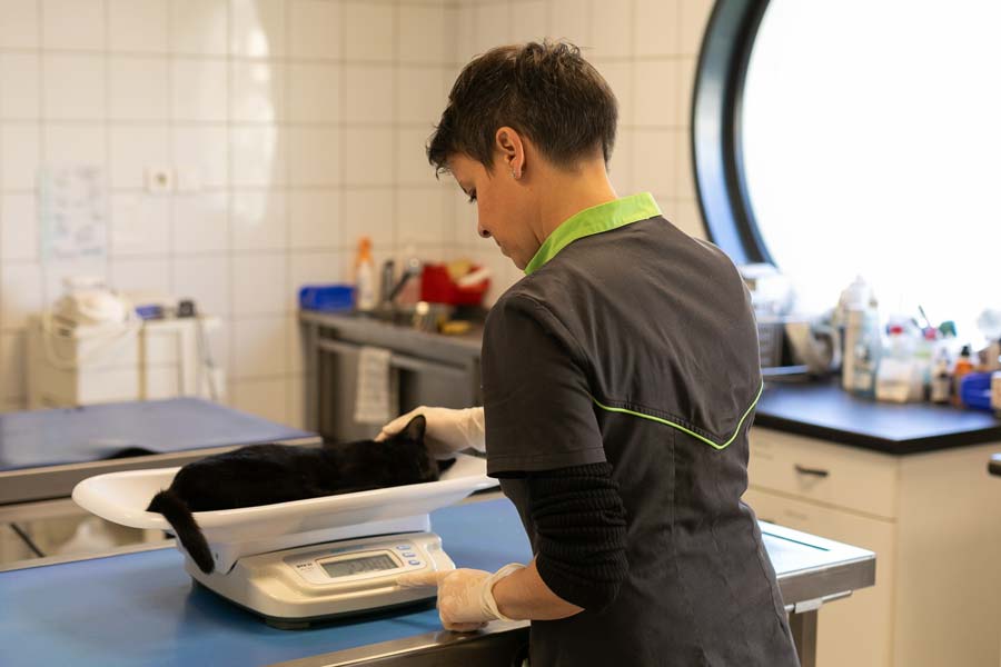 Photo d'une assistante vétérinaire (ASV) qui pèse un chat dans une clinique Vétérinaire