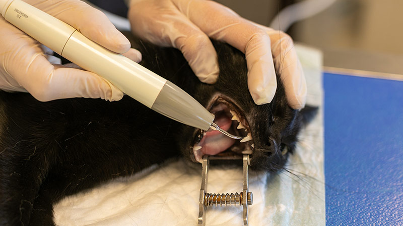 Photo d'un détartrage de chat par une équipe de la clinique vétérinaire Vetorris (42450)