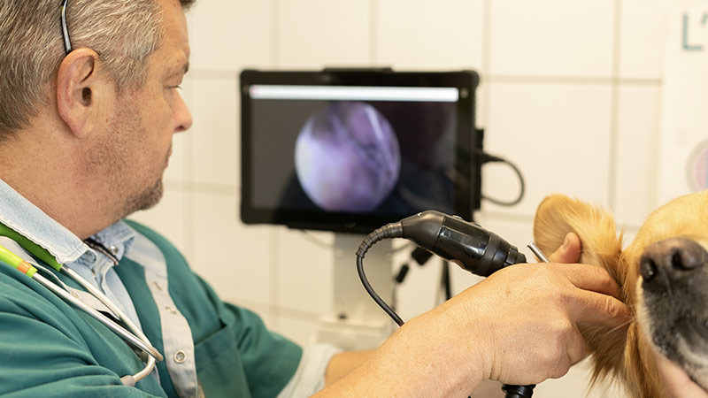 Photo d'une observation du conduit auditif à l'aide d'un otoscope dans une clinique vétérinaire