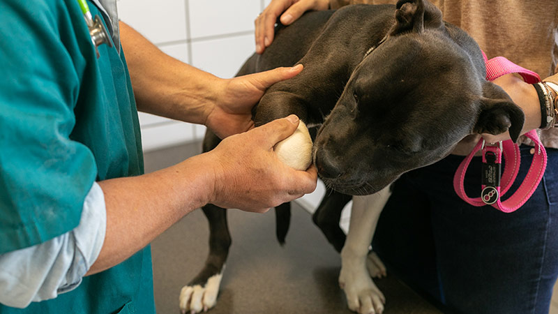 Photo d'une manipulation en ostéopathie d'un chien par un vétérinaire