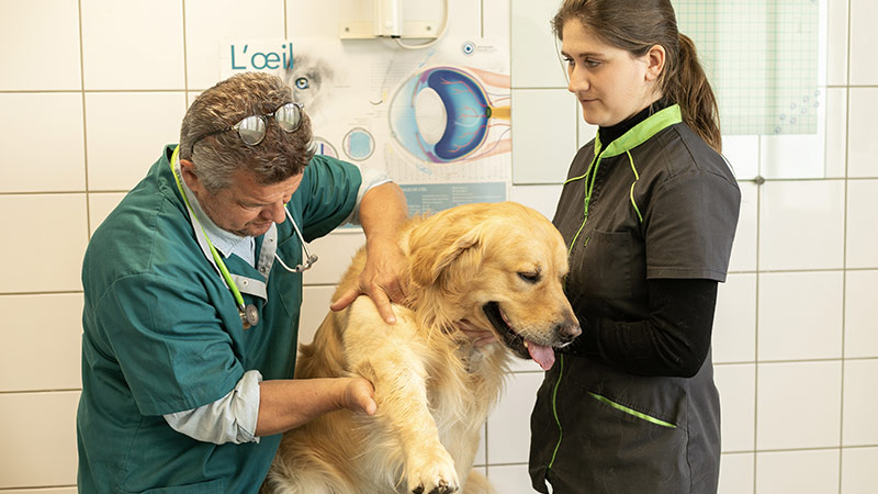 Photo d'une séance d'ostéopathie sur un chien dans une clinique vétérinaire