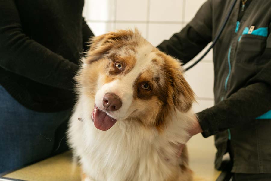 Photo d'un chien dans la salle de consultation d'une clinique vétérinaire